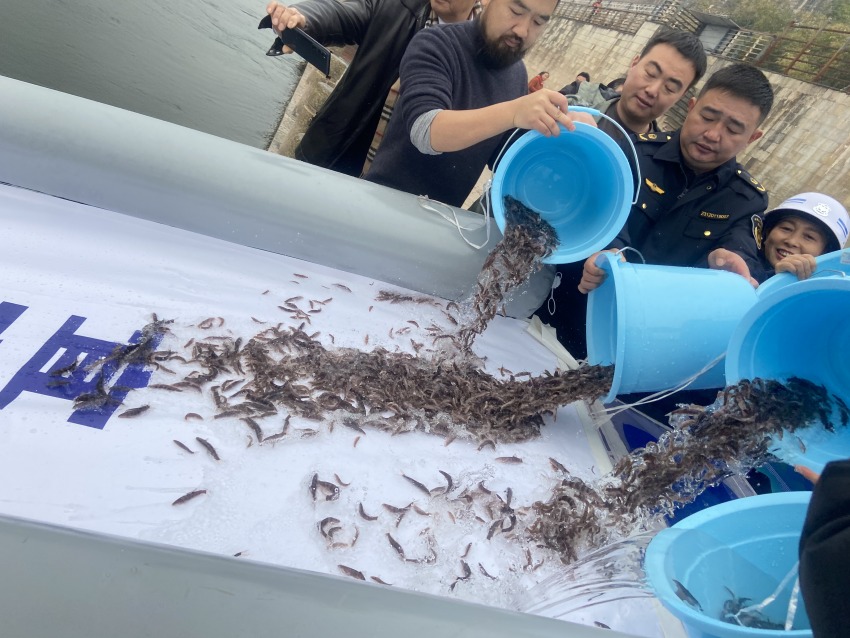 放流活動(dòng)現(xiàn)場(chǎng)。宜賓市廣播電視臺(tái)供圖