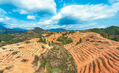 近年來，江西省撫州市南豐縣市山鎮(zhèn)竹源村因地制宜扶持當?shù)剞r戶利用荒山坡地種植油茶，使油茶成為山區(qū)群眾致富奔小康的綠色產業(yè)。圖為竹源村油茶種植區(qū)。 謝 東攝（人民視覺）