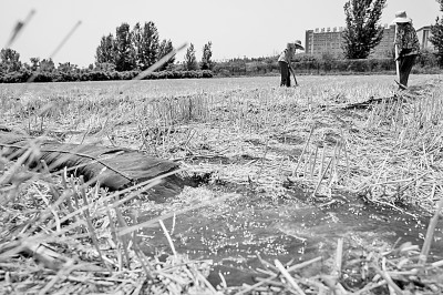 連日來，黃淮海持續(xù)高溫少雨，部分地區(qū)旱情仍在發(fā)展。圖為山東省肥城市通過蓄引提調(diào)相結(jié)合的辦法，多措并舉搶灌溉、保苗情。 新華社發(fā)