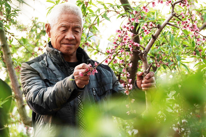 山西運城:“百果園”致富果樹管護(hù)忙-44882.jpg 山西運城:“百果園”致富果樹管護(hù)忙-44882.jpg