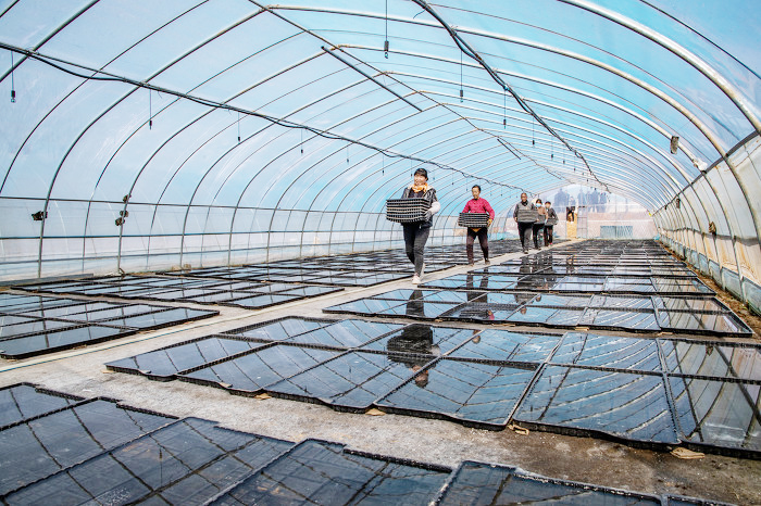 平陸:人勤春來早 煙葉育苗忙-44801.jpg 平陸:人勤春來早 煙葉育苗忙-44801.jpg