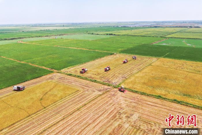 圖為在南昌縣大田農(nóng)社，收割機(jī)正在收割早稻。　劉力鑫 攝