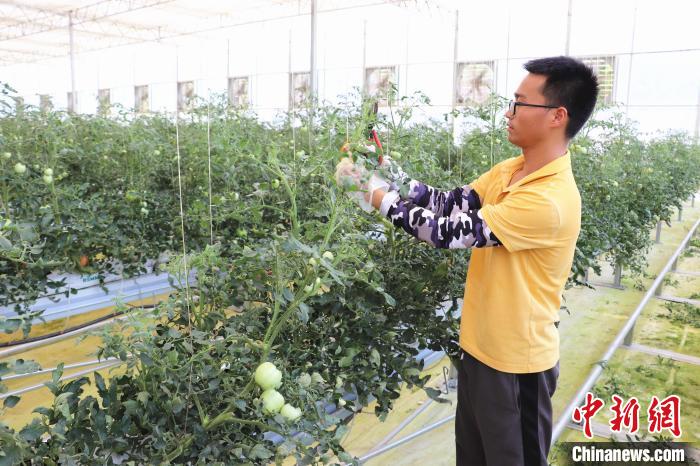 圖為在紅谷灘區(qū)元宇宙·VR數(shù)字農(nóng)業(yè)示范基地七彩番茄培育車間內(nèi)，農(nóng)業(yè)技術(shù)員正在對番茄植株進(jìn)行修剪。　熊錦陽 攝