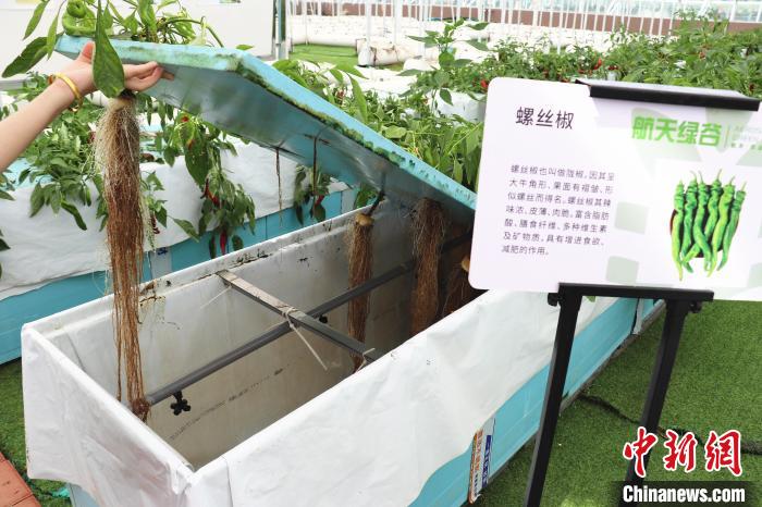 圖為在南昌市紅谷灘區(qū)元宇宙·VR數(shù)字農(nóng)業(yè)示范基地氣霧培養(yǎng)車間里，螺絲椒長勢良好?！⌒苠\陽 攝