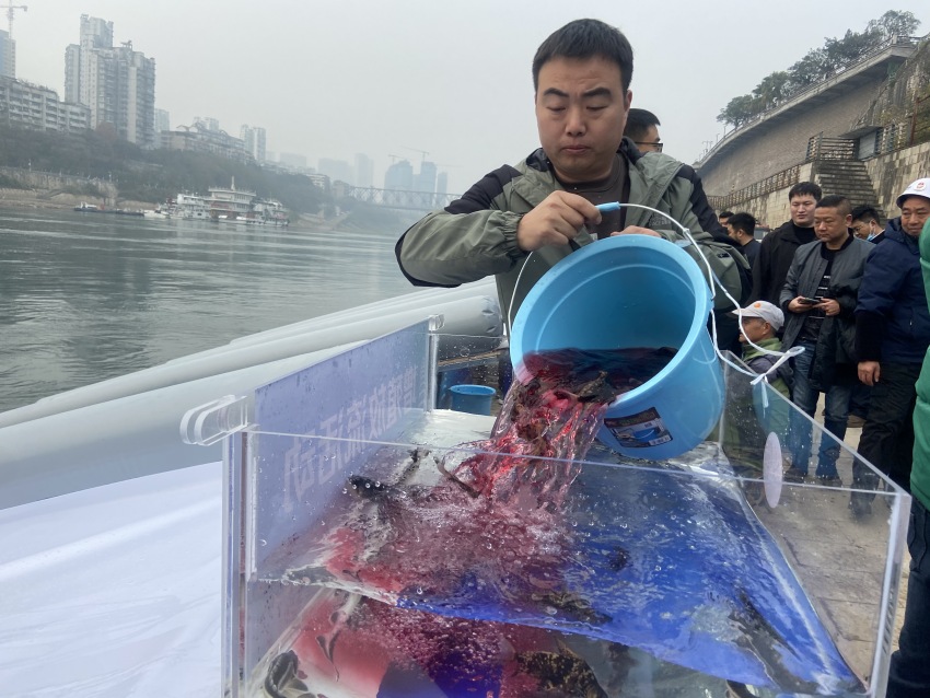 放流活動(dòng)現(xiàn)場(chǎng)。宜賓市廣播電視臺(tái)供圖