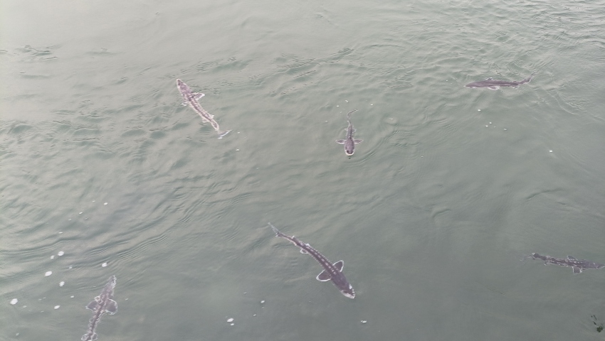 珍稀魚(yú)種——長(zhǎng)江鱘。宜賓市廣播電視臺(tái)供圖