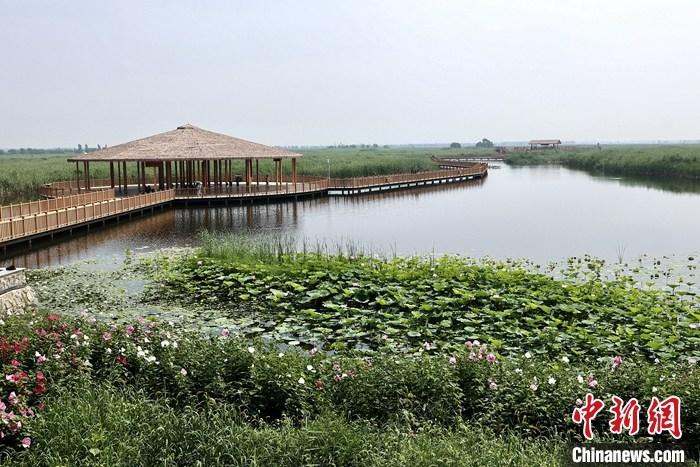 從完成頂層設(shè)計到如火如荼大規(guī)模建設(shè)，六年來，雄安新區(qū)如春天的竹子一般拔節(jié)生長，這座承載千年大計的“未來之城”已雄姿初顯。從“一張白紙”開始著墨，如今的雄安新區(qū)已是濃墨重彩的“山水畫”。<a target='_blank' href='/'>中新社</a>記者近日走訪了雄安新區(qū)多地，從“藍綠金”三色感受這座“未來之城”的巨大變化。圖為7月20日，河北白洋淀上荷花滿淀、蘆花搖曳。 <a target='_blank' href='/'>中新社</a>記者 易海菲 攝